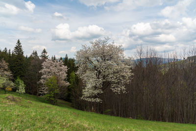 Trees on field against sky