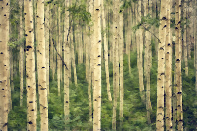 Full frame shot of bamboo trees in forest