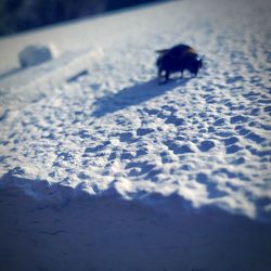 Dog on snow covered ground