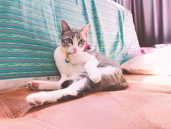 Portrait of cat lying down at home