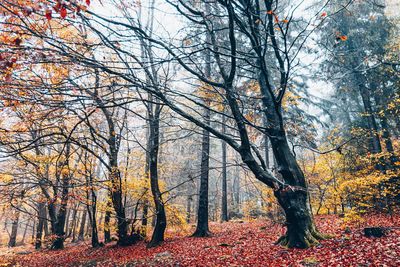 Trees in forest during autumn