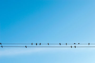 Low angle view of birds perching against clear blue sky