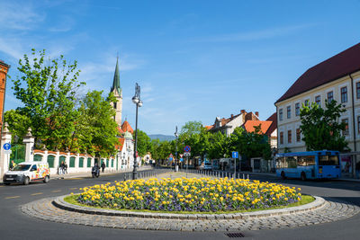 Yellow flowers at traffic circle in city against sky