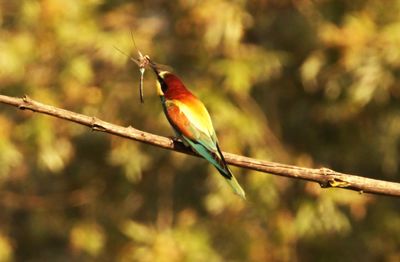 Close-up of bird perching on branch