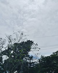 Low angle view of tree against sky