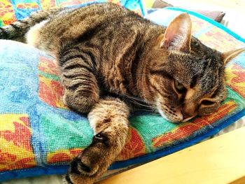 Close-up of a cat sleeping on bed