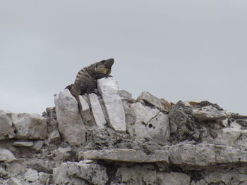 Low angle view of a rock