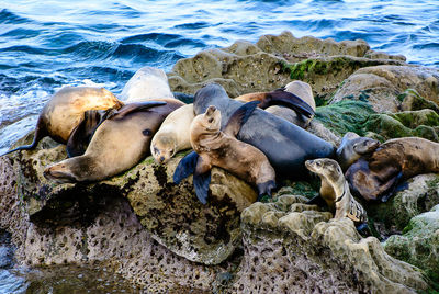 High angle view of sea lions on rock