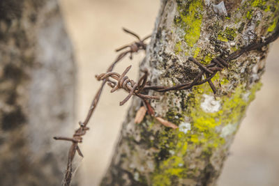 Close-up of barbed wire on tree trunk