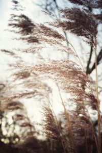 Close-up of plant against sky