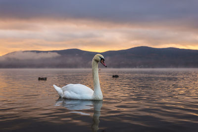 Swans swimming on lake against cloudy sky during sunset