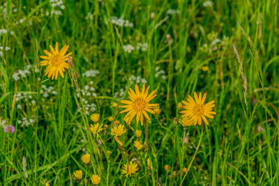 Close-up of yellow flowering plants on field