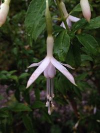 Close-up of flowers