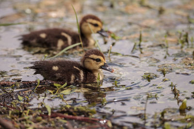 Duck in a lake