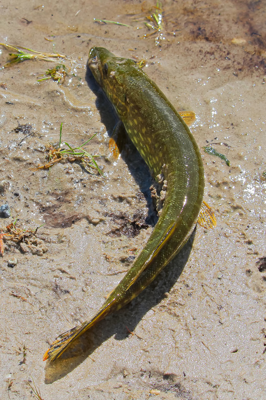 HIGH ANGLE VIEW OF SNAKE