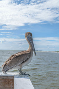 Close-up of pelican perching by sea against sky