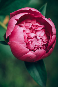 Close-up of pink rose flower