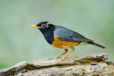 Close-up of bird perching on wood