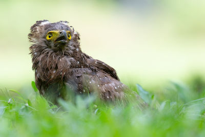 Portrait of owl on field