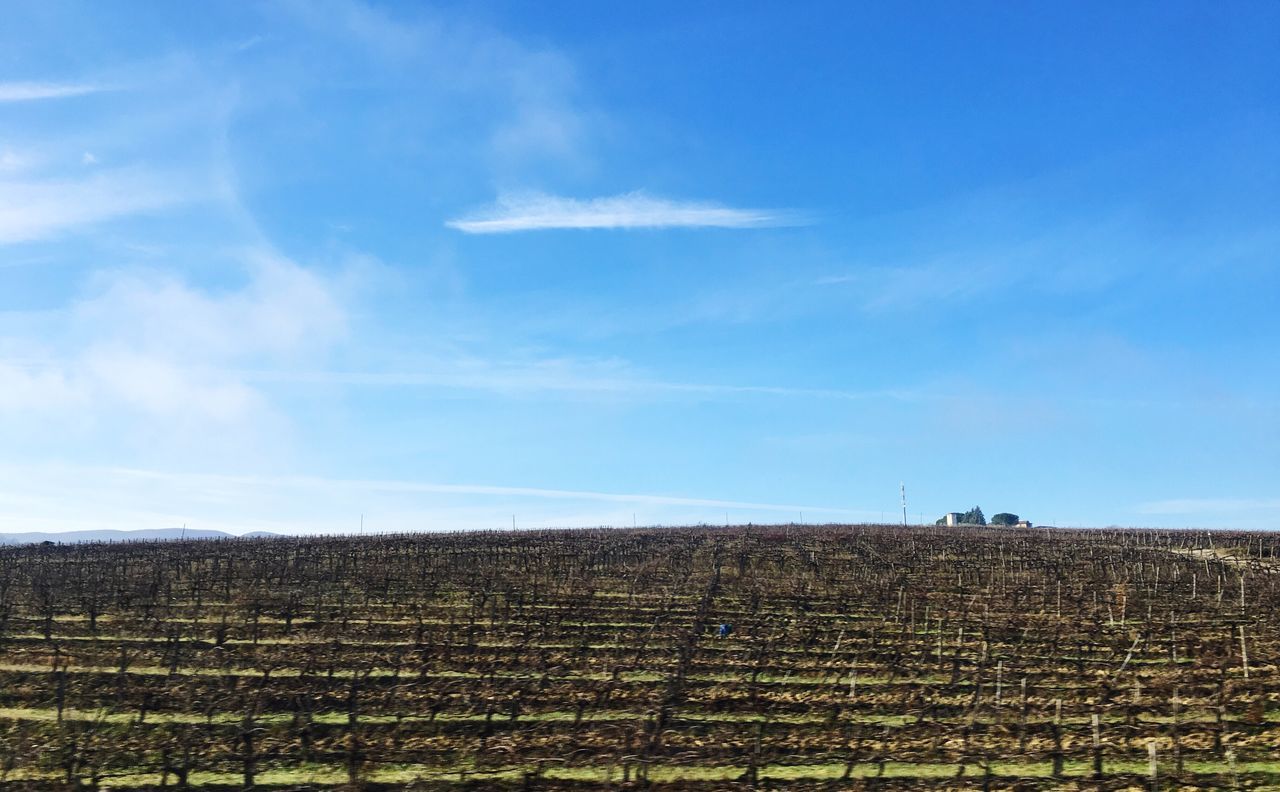 agriculture, sky, rural scene, landscape, field, blue, farm, tranquility, tranquil scene, nature, scenics, crop, beauty in nature, horizon over land, cloud - sky, cloud, day, built structure, growth, outdoors