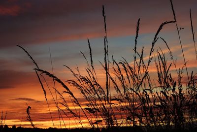 Silhouette plants growing on field against orange sky