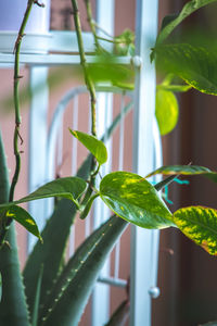 Close-up of potted plant against window