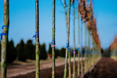 Close-up of trees at plant nursery