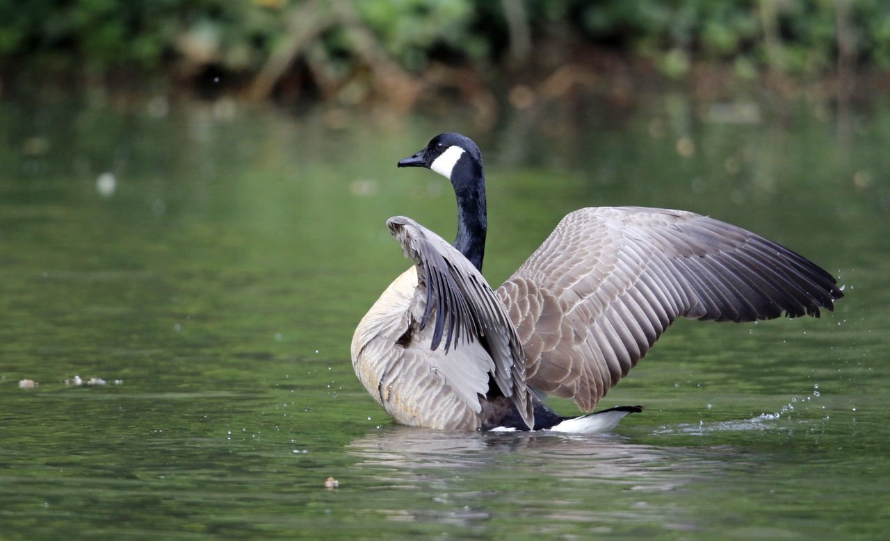 animal themes, animal, animal wildlife, bird, wildlife, water, beak, lake, one animal, nature, ducks, geese and swans, water bird, goose, no people, flying, duck, spread wings, beauty in nature, outdoors, day, animal body part, canada goose, focus on foreground, wing