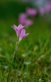 Close-up of crocus blooming outdoors