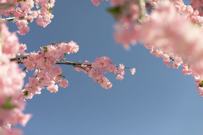 Cherry blossom branch against sky. pink flowers of plant. artificial wood in detail. 