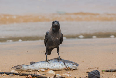 Bird perching on sand at beach