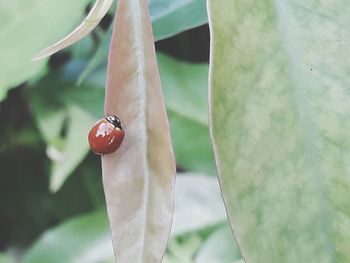 Close-up of ladybug on plant