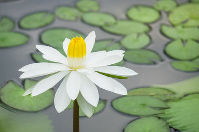 Beautiful yellow lotus flower and pink petal in a pond or pool.