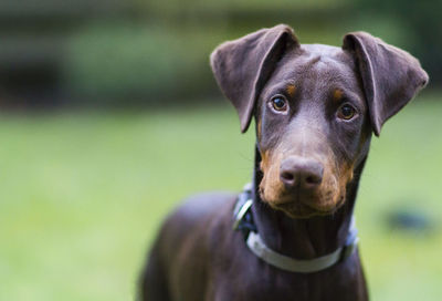 Close-up portrait of dog