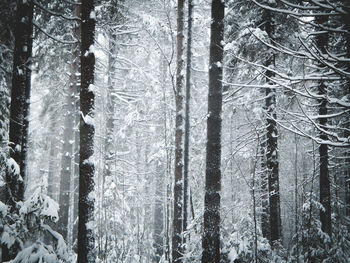 Pine trees in forest during winter