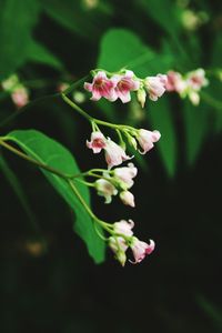 Close-up of pink flowers