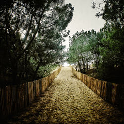 Narrow pathway along trees