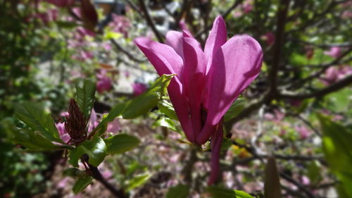 Close-up of pink flowers blooming outdoors