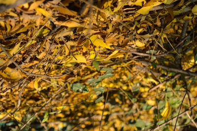 Close-up of yellow maple leaves on land