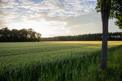 Scenic view of agricultural field against sky