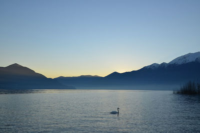 Swan swimming in lake maggiore with silhouette mountains against clear sky