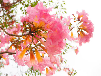 Close-up of pink flowers