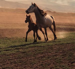 Horse running on field