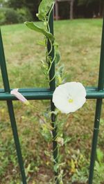 Close-up of white flowering plant on field