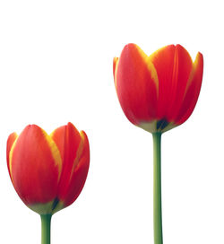 Close-up of tulips blooming against white background