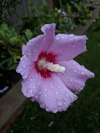 Close-up of wet pink flower