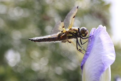 Close-up of insect on purple flower