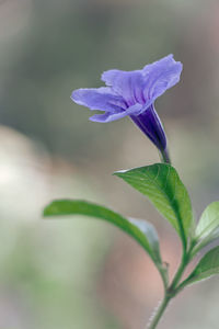 Close-up of purple flowering plant