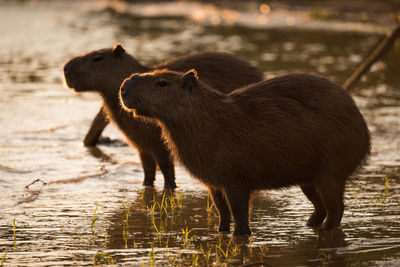 Capybaras at lakeshore during sunset