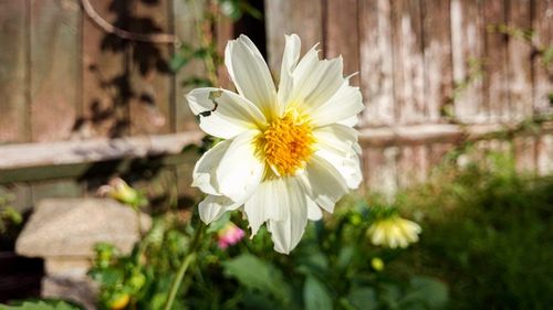 Close-up of white flower blooming outdoors